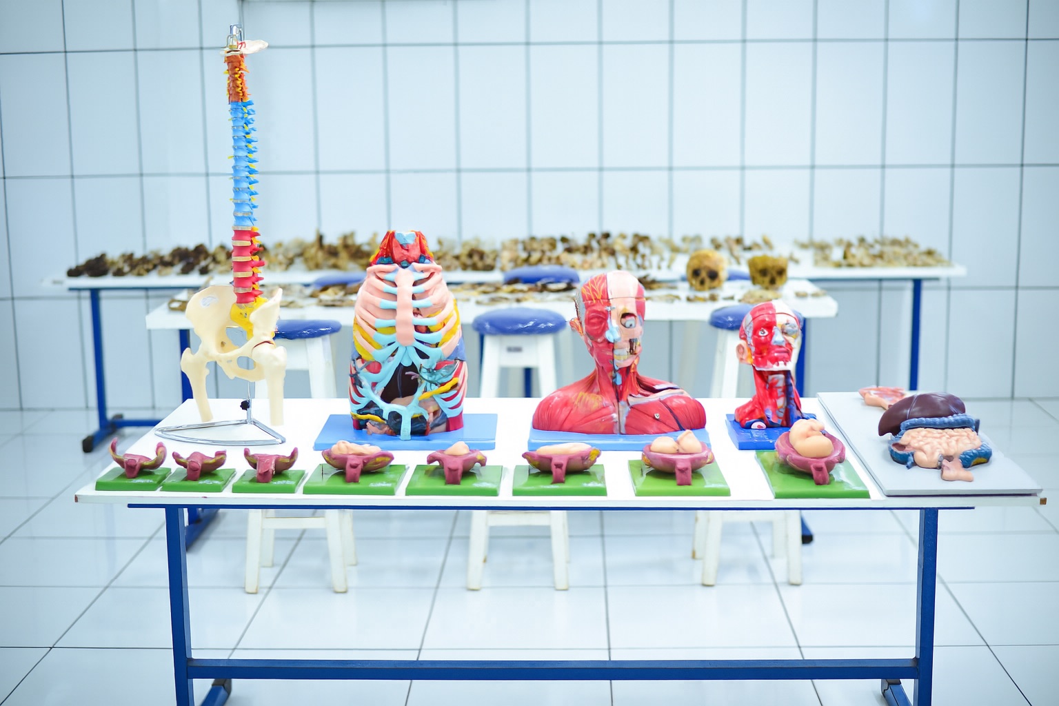 LAB ANATO(3)